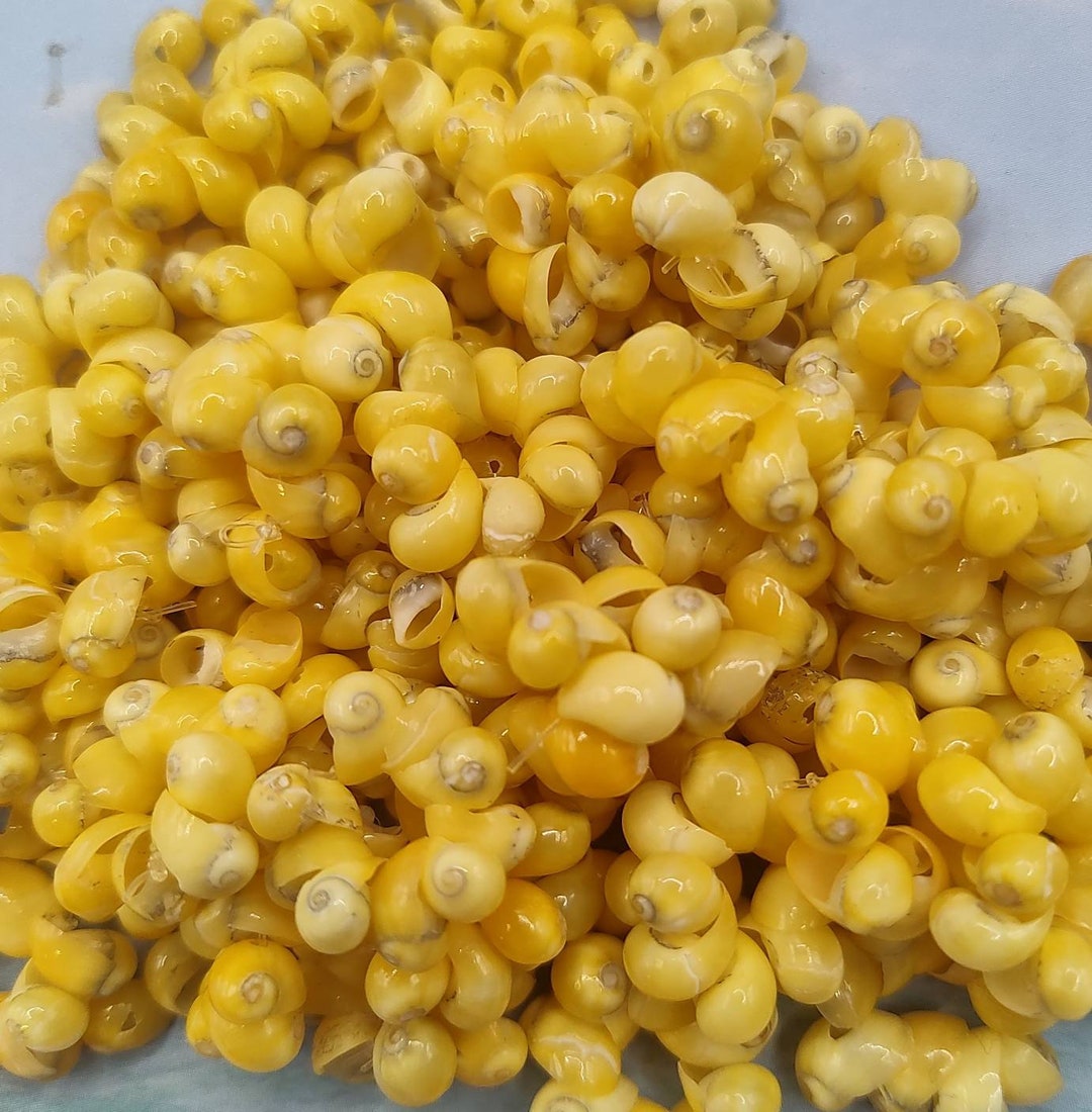 Tiny Yellow Littorina Snail Shells W/holes ~ 3/16