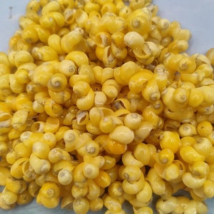 May include: A close-up of a pile of small, yellow seashells. The shells are smooth and shiny, and they are all different shapes and sizes.