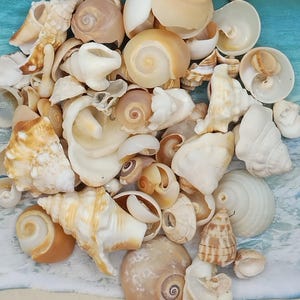 May include: A collection of seashells in various shapes, sizes, and colors, including white, brown, and beige. The shells are arranged in a pile on a blue and white background.