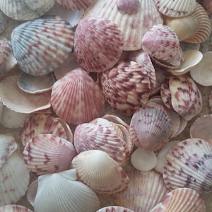 ATLANTIC CALICO SCALLOP ~ Colorful Seashells ~ 10 to 100 pcs ~ Coastal ~ Beach ~ Cottage Decor