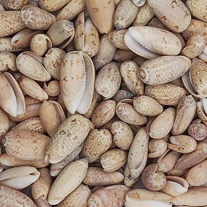 May include: A collection of various seashells in shades of beige, tan, and cream. The shells vary in size and shape, with some open to reveal their interiors. The image is a close-up, showcasing the natural textures and patterns.
