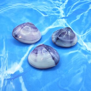 Polished PURPLE CLAM SHELL Pairs