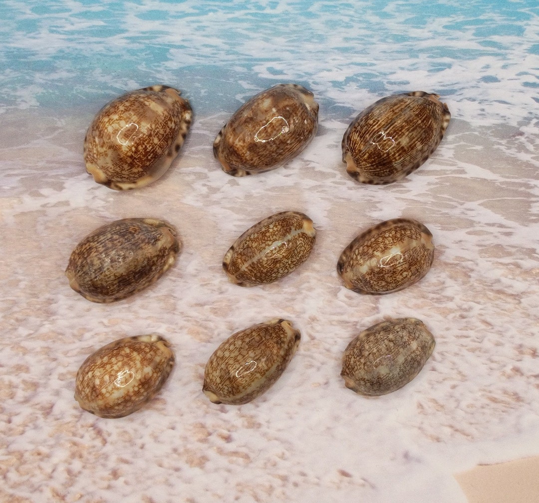 L3 ~ ASSORTED SIZE COWRIE ~ Choose Size - Etsy