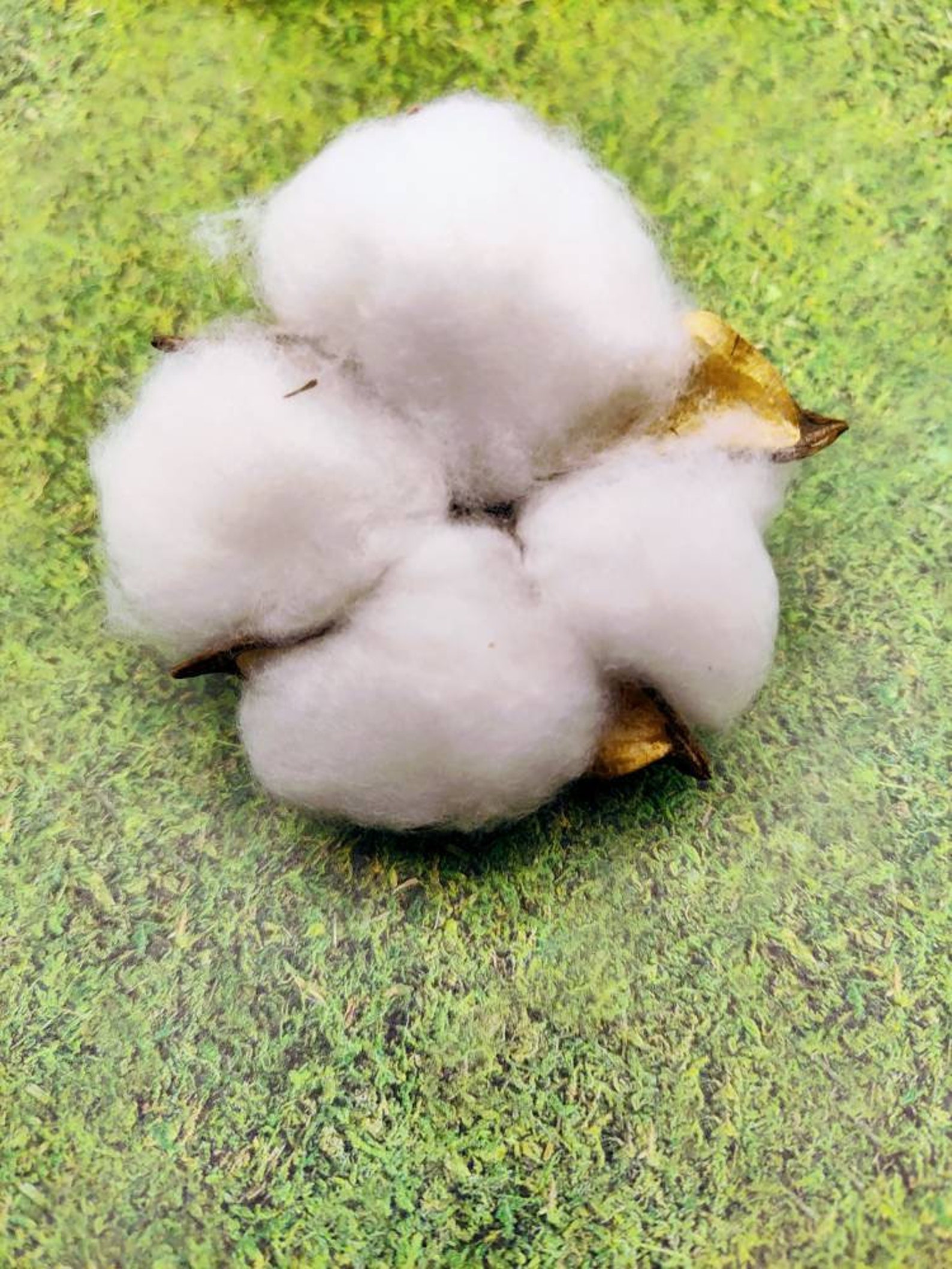3 to 48 COTTON BOLL ~ PODS ~ Natural Cotton Bolls ~ Wired Picks or With ...