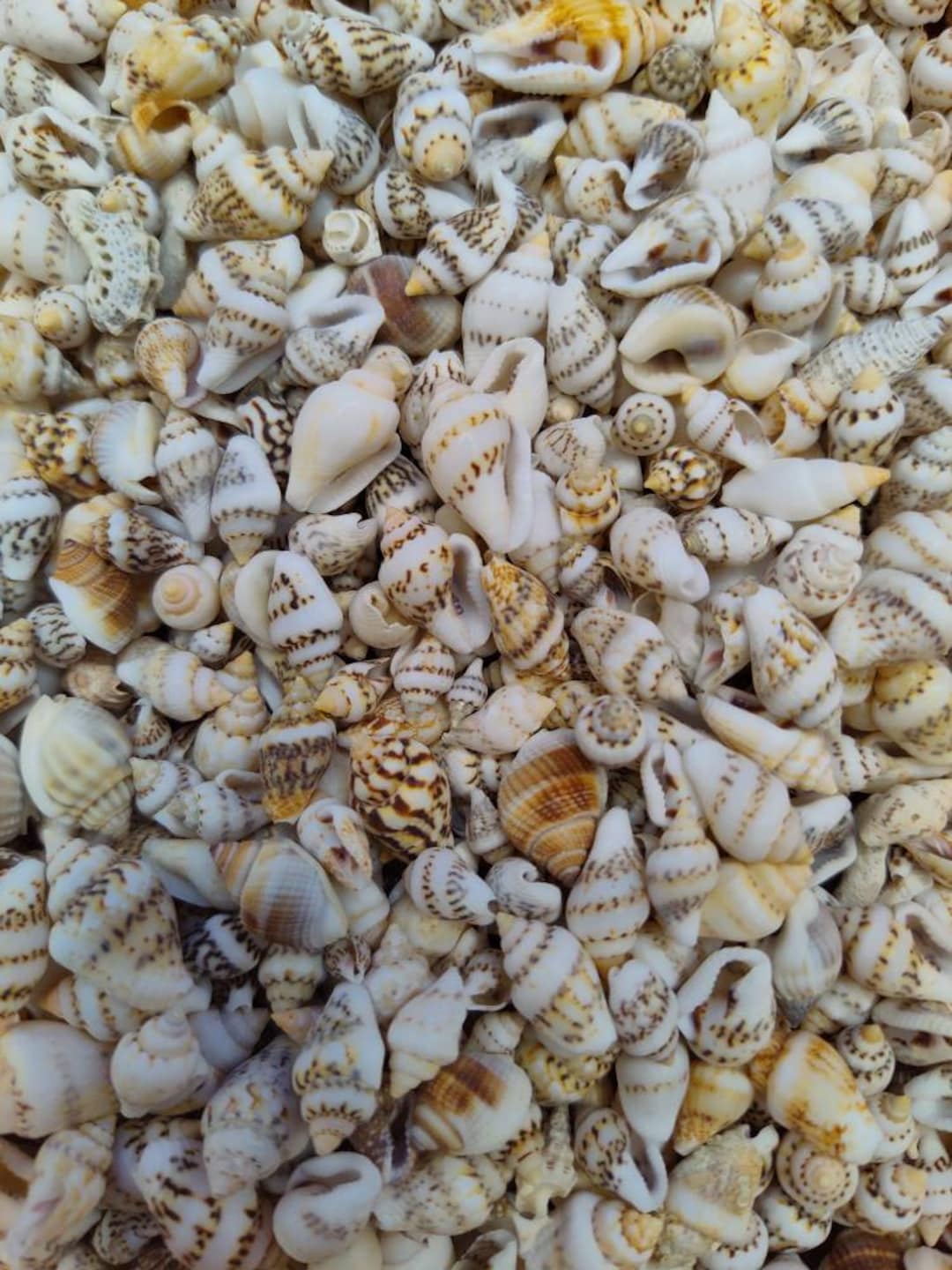 10-100 MINI NASSA SHELLS W/or W/o Holes ~ White or Lite or Dark Brown ...