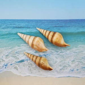 May include: Three seashells with brown and white stripes, arranged on a sandy beach with foamy waves in the background.