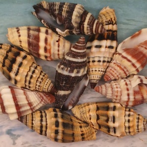 May include: A collection of ten seashells with brown, white, and black stripes. The shells are arranged in a circle on a blue and white background.