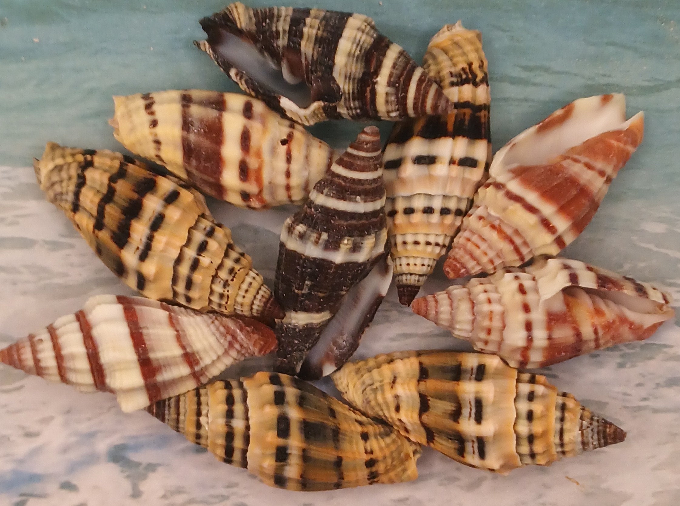 Black & Brown Miter Snail ~ MITRA VEXILLUM COCCINEUM ~ Cone Shell