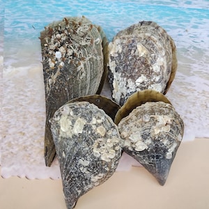 May include: Four large, dark gray oyster shells with barnacles and other marine life attached. The shells are open, revealing the interior. The background is a sandy beach with the ocean in the distance.