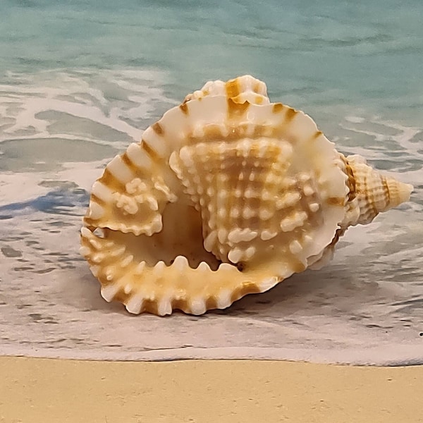 COMMON DISTORSIO ~ Mollusk seashell ~ Snail shell