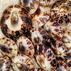 May include: A collection of brown and white seashells with a mottled pattern. The shells are arranged in a random pattern on a white surface.