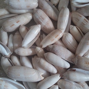 May include: A collection of beige and tan seashells. The shells are elongated, with a smooth, glossy texture and subtle brown markings. Some shells are open, revealing the interior. The shells are a natural, organic shape.