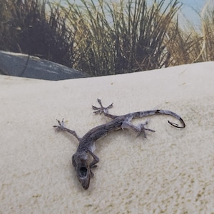 May include: A dried, grey lizard specimen with a slender body, four splayed limbs, and a thin, curved tail. The skin appears textured and desiccated, showing the skeletal structure beneath the surface. The head is pointed with a visible open mouth.