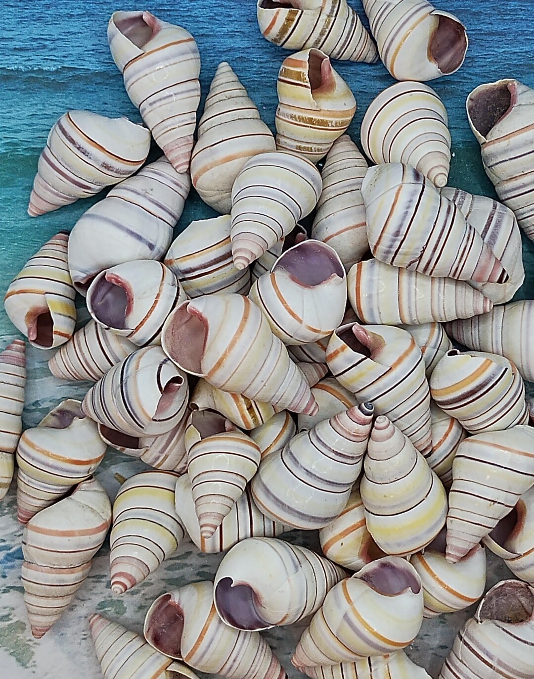 5pcs CANDY CANE SNAIL ~ Alchetron ~ Land Snail ~ Colorful Stripes - Etsy