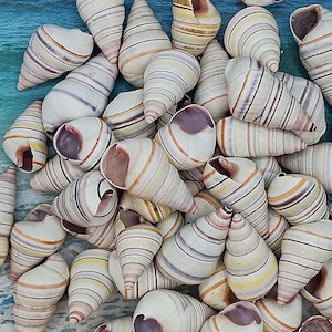 May include: A collection of small, white seashells with brown, purple, and yellow stripes. The shells are cone-shaped and have a smooth, glossy finish.