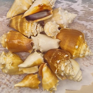 FLORIDA FIGHING CONCH~1 to 25pcs ~ Florida Beach find~Conch Seashell~Beach~Coastal Decor