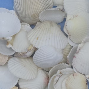 May include: A collection of white seashells of various sizes and shapes. The shells are smooth and have a natural, organic texture.