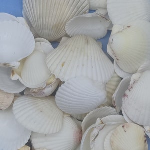 ATLANTIC CALICO SCALLOP ~ 10 to 100 pcs ~ Sun bleached White Seashells ~  Coastal ~ Beach ~ Cottage Decor