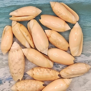 May include: A collection of 14 smooth, pale pink seashells with a slightly mottled appearance. The shells are arranged in a random pattern on a blue and white background.