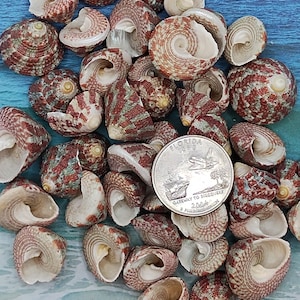 Trocus radius ~ Red striped snail shell