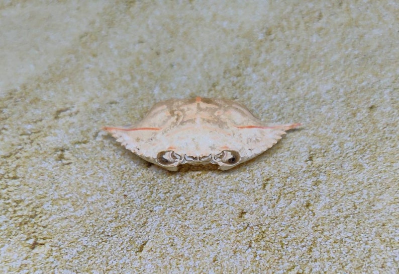 Natural Golden Crab Carapace with orange stripe~Beach Find~Palm Beach~Coastal~Marine shell