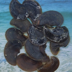 May include: A collection of ten dark brown and black seashells with a smooth, glossy finish. The shells are arranged in a cluster on a blue and white background.