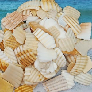 SEASHELL &quot;RUFFLES&quot; FRAGMENTS  10-100pcs ~ Florida Surf Tumbled Shells ~ Beach ~ Coastal ~ Cottage Decor ~ Broken Seashells ~ Frag