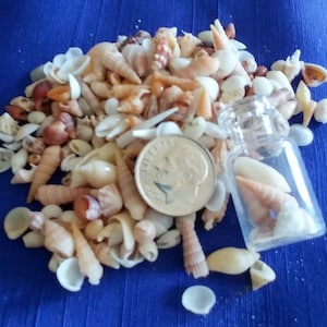 May include: A small glass bottle filled with a variety of small seashells. The bottle is sitting on a blue surface with a pile of seashells around it. A US quarter is included for scale.