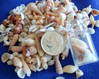 MINI TEENY & MICRO Shells ~ 10-100pcs ~ Palm Beach ~ Super Tiny ~ Jewelry ~ Zen ~ Fairy Garden ~ Sailors Valentine