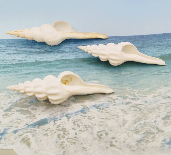 WHITE SPINDLE SHELL ~ Fusinus salisburyi ~ Spiral Seashell