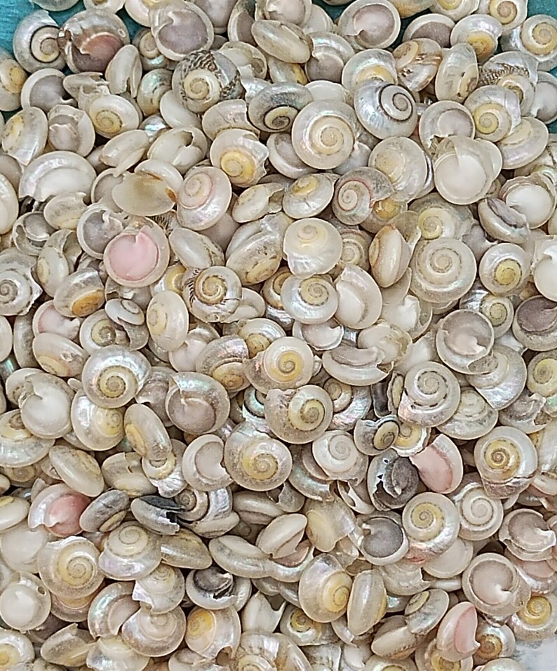 Small Iridescent Shell Mini IRIDESCENT PEARL SUNDIAL Seashells ~10-500 ~1/4