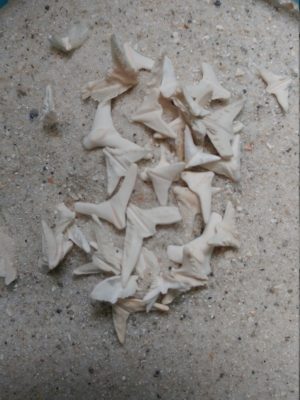 Arrowhead SAND DOLLAR Dovesaristotle's Lantern mixzenfairy Garden