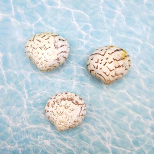 May include: Three small, rounded seashells with a cream-colored base and intricate, dark brown, angular, geometric markings across their surfaces. The shells are arranged in a triangular formation, each displaying a unique pattern of lines.