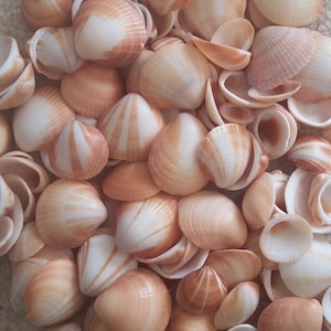 May include: A collection of small, beige seashells with white stripes. The shells are arranged in a random pattern and are all different sizes and shapes.