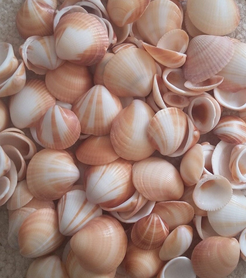 BITTERSWEET CHEVRON SEASHELLS ~ 10-100pcs ~ Sunrise shell ~  Coastal ~ Beach  ~ Cottage Decor ~ Craft Jewelry ~ Bulk Seashells