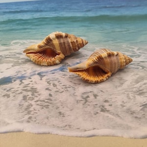 May include: Two seashells with brown and tan striped patterns and orange interiors rest on a sandy beach with gentle waves. The background features a blue ocean and sky, creating a serene coastal scene.