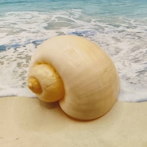 Large FLORIDA APPLE SNAIL Shell ~ Thin Brownish or cream color ~  Snail Shell ~ Coastal Beach Decor ~Hermit crab home