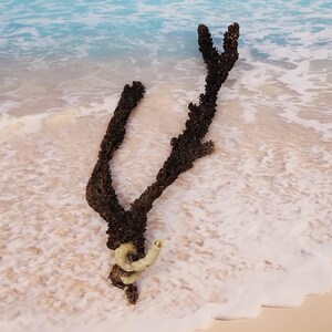 May include: A dark brown, dried, branching coral piece with a white, spiral shell attached to the bottom, lying on a sandy beach with white foamy waves.