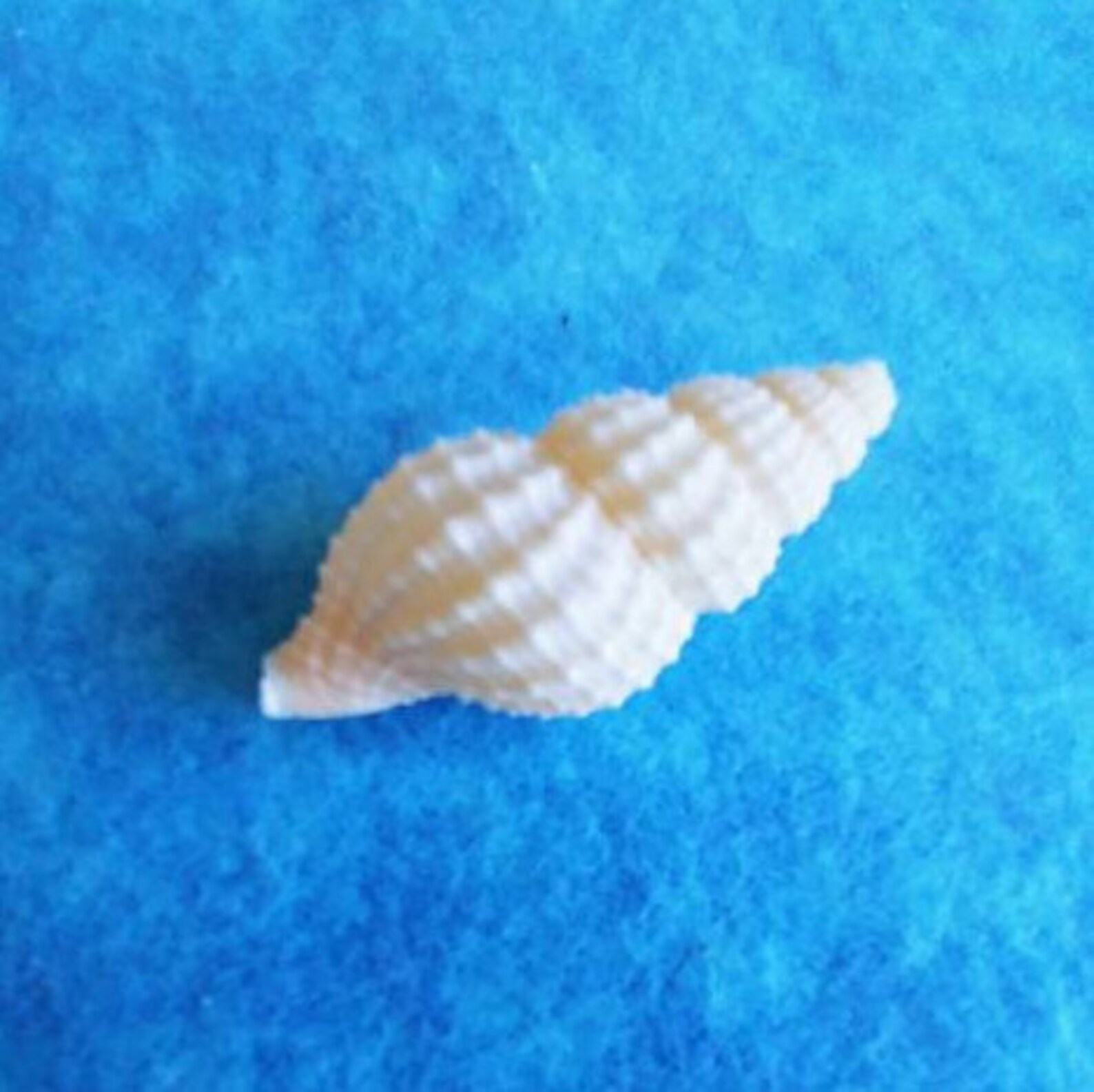 WHITE DOG WHELK ~ 5-100pcs Seashell~nassa Reticulata - Etsy