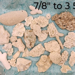May include: A collection of 20 white coral pieces, ranging in size from 7/8 inch to 3 5/8 inches. The coral pieces are arranged on a blue and white patterned surface. The letter "A" is visible in the lower left corner of the image.