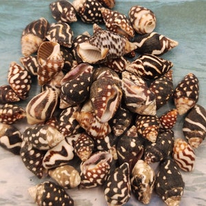 May include: A collection of small, black and white seashells with brown and white markings. The shells are arranged in a pile on a blue surface.