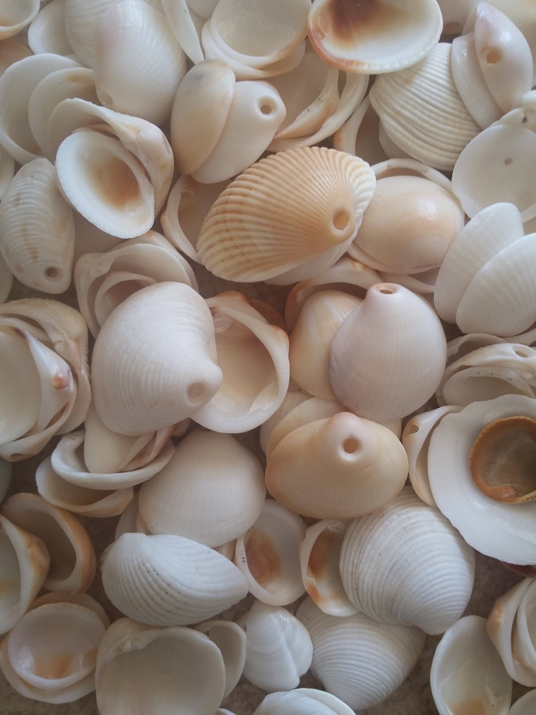SEASHELLS WITH HOLES 10100pcs Scallopsclamwhite Arkcocklemix of Craft Sea Shellsbeachjewelry