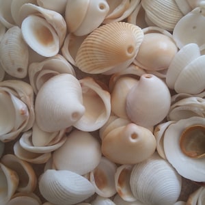 SEASHELLS WITH HOLES~ 10-100pcs ~ Scallops~Clam~White Ark~Cockle~Mix of Craft Sea Shells-Beach~Jewelry Craft