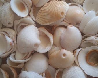 May include: A collection of white and cream-colored seashells of various shapes and sizes. Some shells have a hole drilled through them.