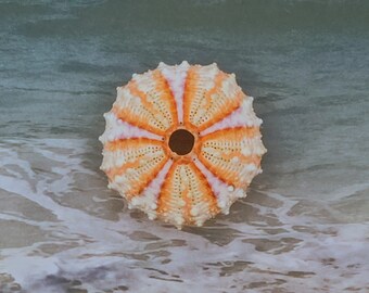 Deep Sea PHILIPPINE SEA URCHIN ~ 1 1/2" - 1 3/4"