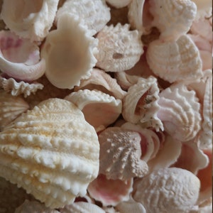 May include: A collection of white and pink seashells of various shapes and sizes. The shells have a natural, organic texture.