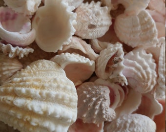 May include: A collection of white and pink seashells of various shapes and sizes. The shells have a natural, organic texture.