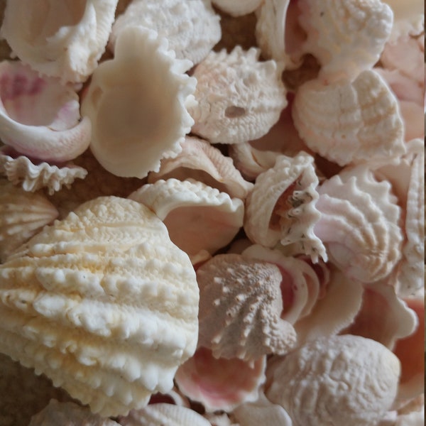 White Florida SPINY JEWEL BOX Seashell ~ 10 to 100 pcs ~  Jewelry Craft ~ Bulk Seashells