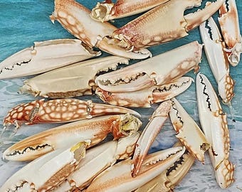 CRAB CLAW Florida Beach find seashell Beach Coastal Decor Jewelry Framing Mosaic Scrapbook Fairy Garden Curiosity