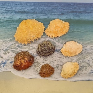 May include: Seven different crab shells in various colors and sizes, including brown, beige, and white, are arranged on a sandy beach with blue water in the background.